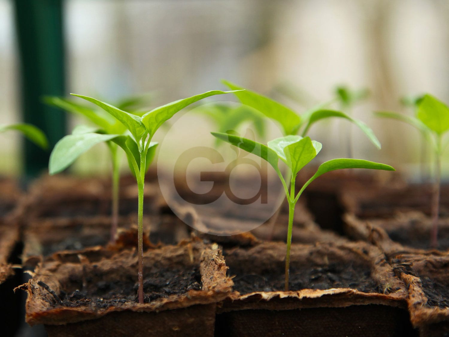 Gardening Direct